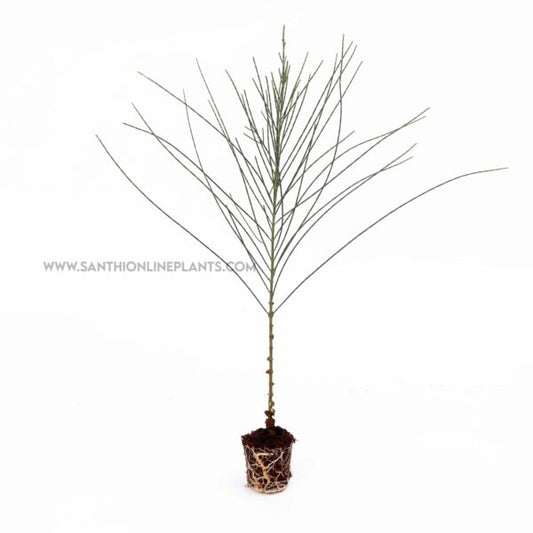 A perfect Casuarina tree plant-Savukku Maram