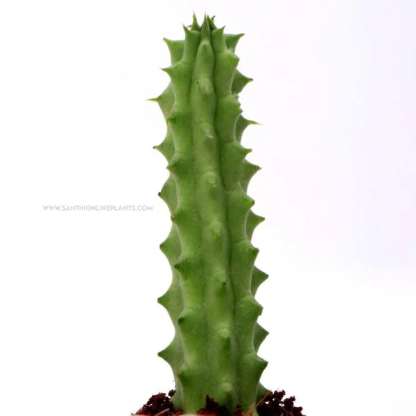 Huernia marocarpa Var. penzigii