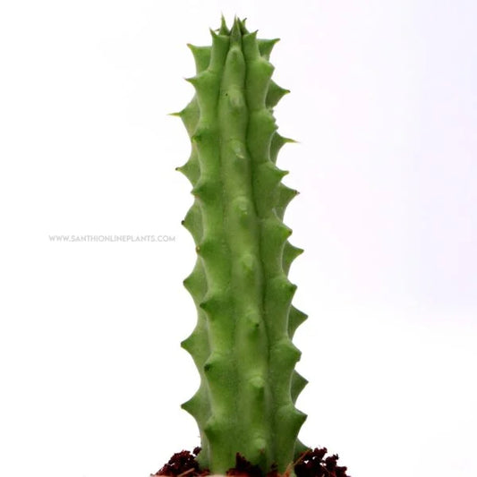 Huernia marocarpa Var. penzigii