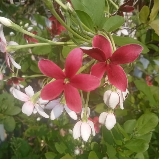Madhumalti Fragrant Vine Rangoon Creeper -Dark Red Flowers