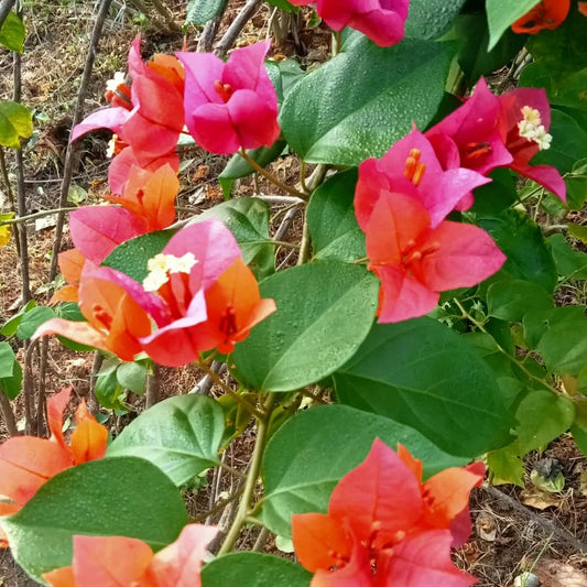 Bougainvillea spectabilis Rosenka