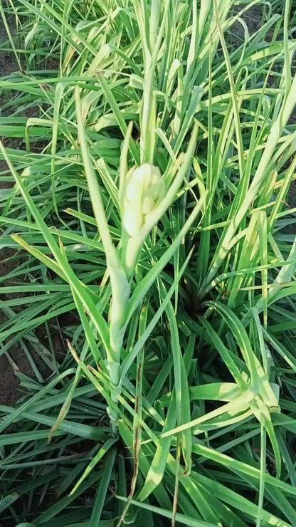 Bulb Sampangi plant