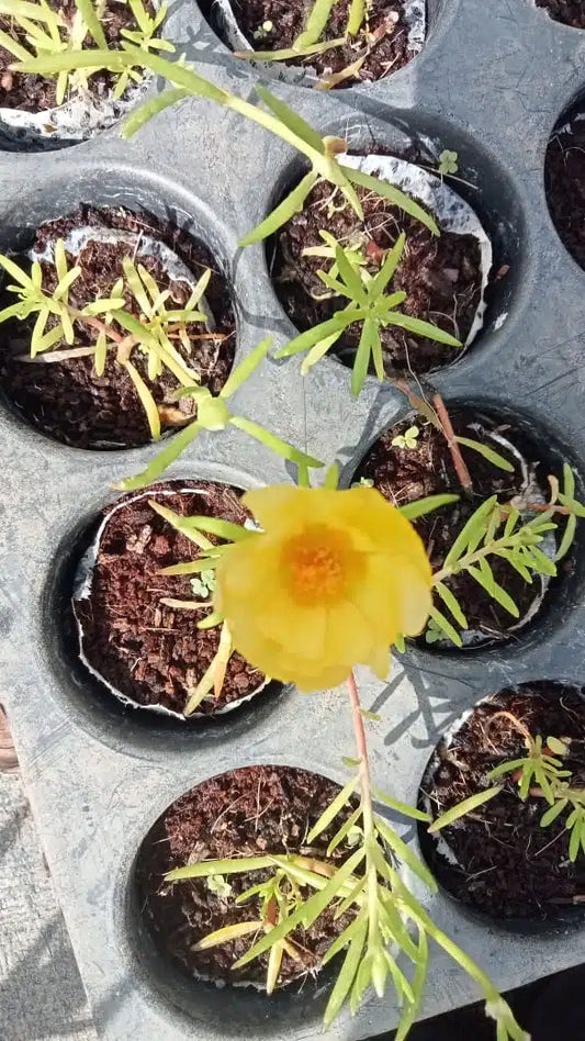 Portulaca Tiara Yellow