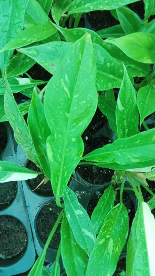 Philodendron Ring of Fire
