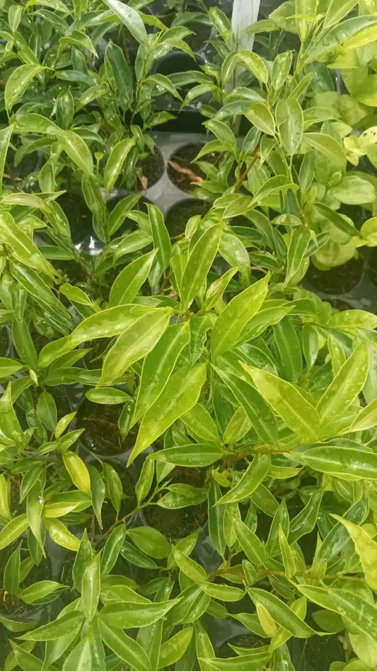 Ficus benjamina nuda (swamp fig)