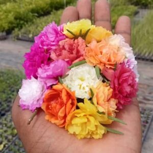 Portulaca,Tiara mixed cuttings combo (40 shades)