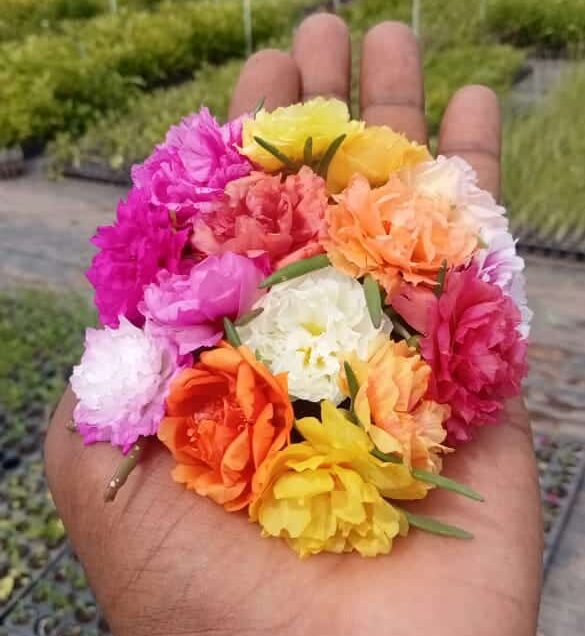 Portulaca,Tiara mixed cuttings combo (40 shades)