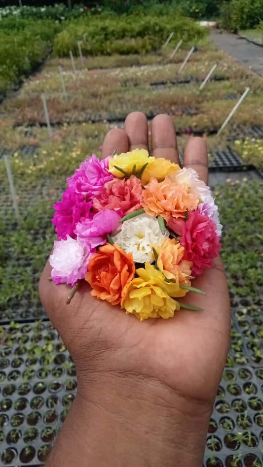 Pretty Portulaca Cuttings Combo(20 shades