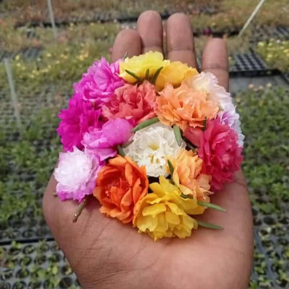 Mixed portulaca plants combo(any 10 colours)
