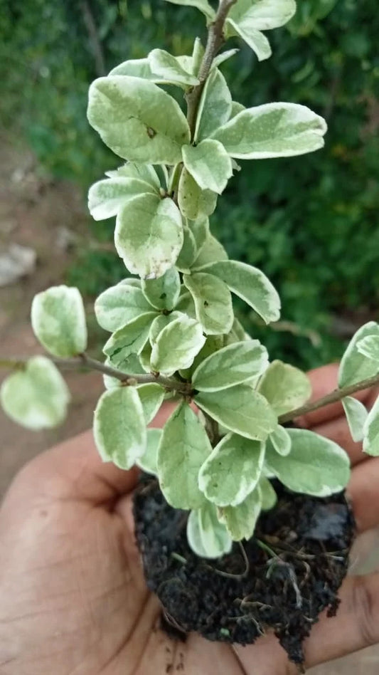 Ehretia microphylla – Philippine tea tree