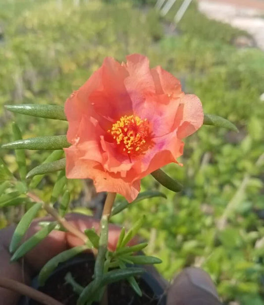Portulaca Tiara Peach : Grand Peach Flower