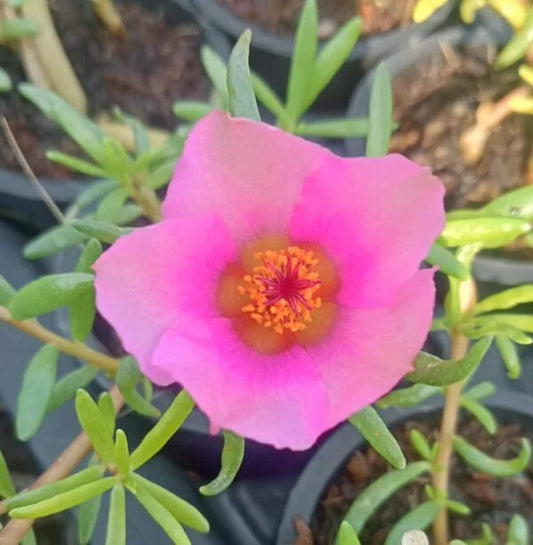 Portulaca Tiara Baby Pink : Beautiful Pink Beauties