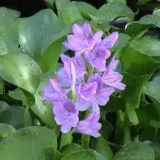 Eichhornia crassipes – Water hyacinths – Big Bunch