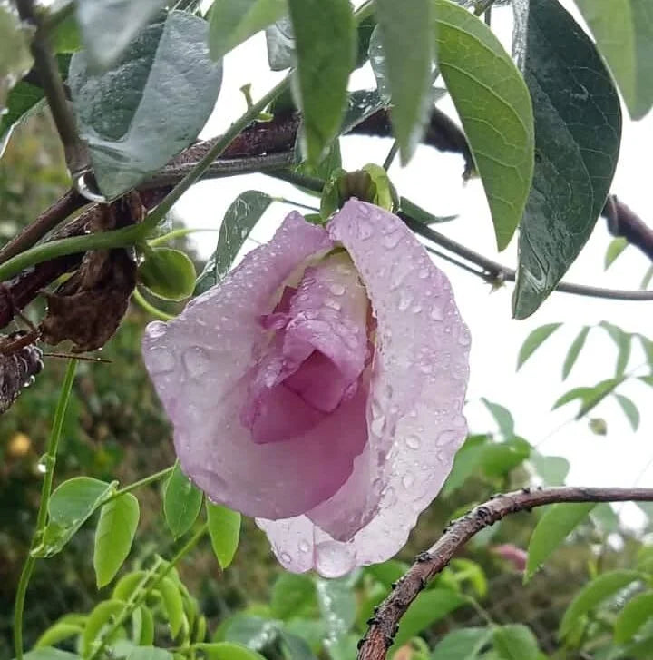 Beautiful butterfly pea flower pink multipetaled flower seeds