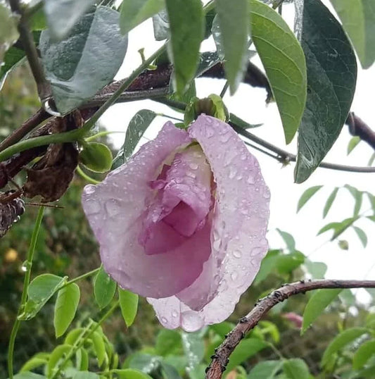 Beautiful butterfly pea flower pink multipetaled flower seeds