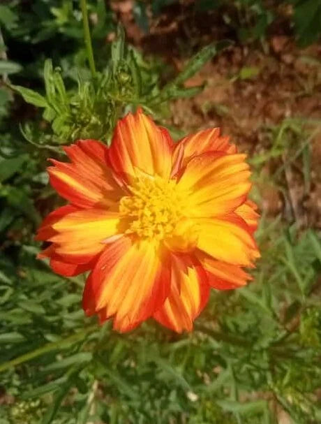 Beautiful Orange cosmos flower – ‘Bright eye’ seeds variety