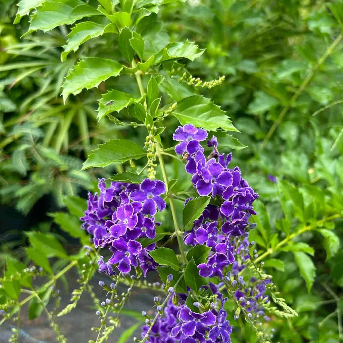 Green duranta with purple flowers plant
