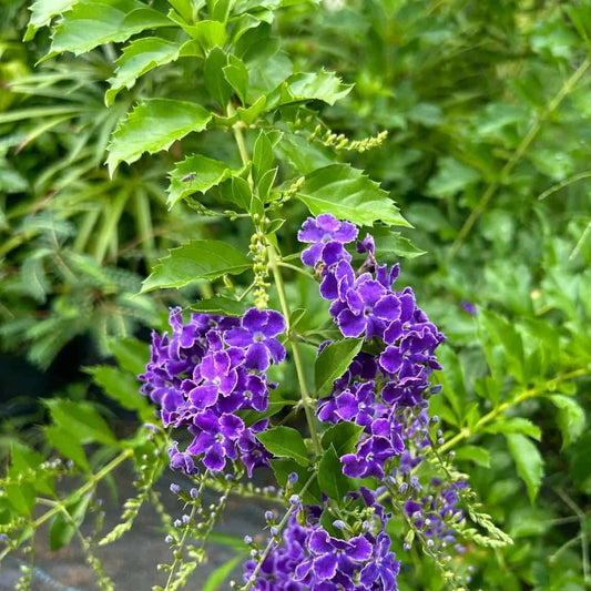 Green duranta with purple flowers plant