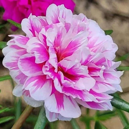 Beautiful Moss-rose Purslane : Portulaca 9’o clock baby pink with white plant