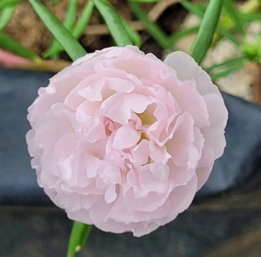Best hanging plants : Portulaca pinkish white plant