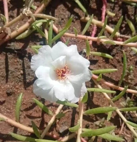Perfect Flowering succulent plants -Portulaca tiara pinkish white plant ( Id : Tiarada)