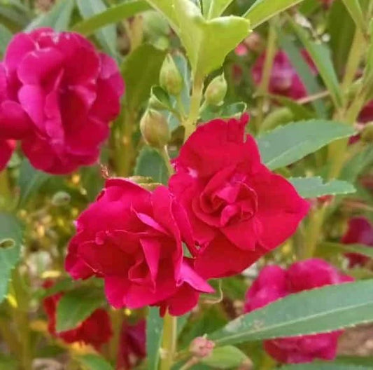 Balsom Dark pink multi petal seeds