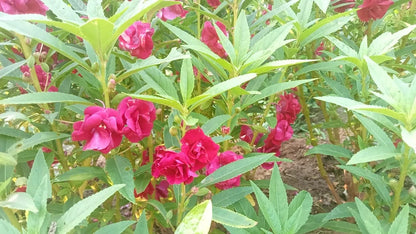 Balsom Dark pink multi petal seeds