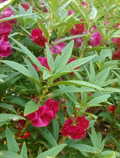 Balsom Dark pink multi petal seeds