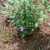 Pretty Bright Barleria cristata lavender flower plant ( December flower spatika)