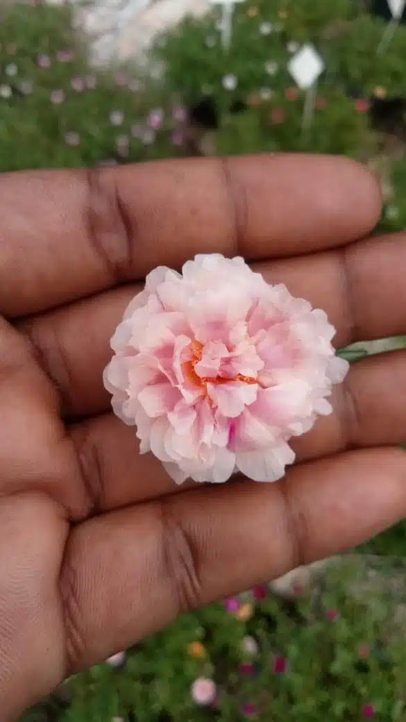 Double shade colorful flowers portulaca cuttings combo