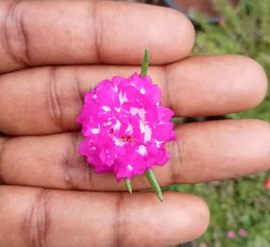 A Beautiful table rose plant cuttings : Portulaca Dark pink with white flowers stem cuttings ( ID:Irin)