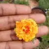 Double shade colorful flowers portulaca cuttings combo