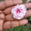 Double shade colorful flowers portulaca cuttings combo