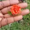 Double shade colorful flowers portulaca cuttings combo