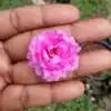 Double shade colorful flowers portulaca cuttings combo