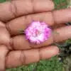 Double shade colorful flowers portulaca cuttings combo