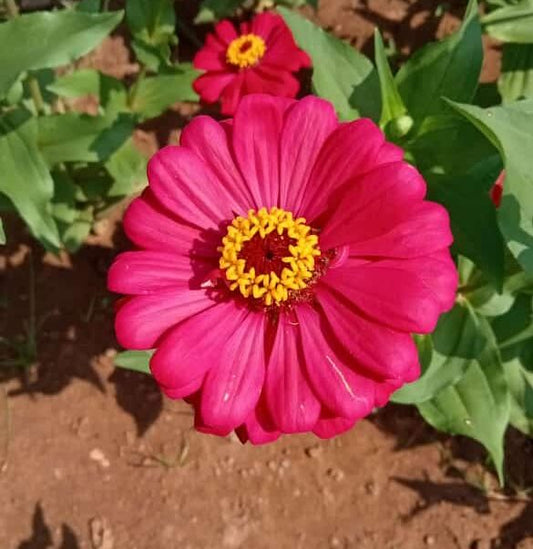 Zinnia darkpink flower seeds