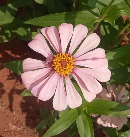 Zinnia babypink flower seeds