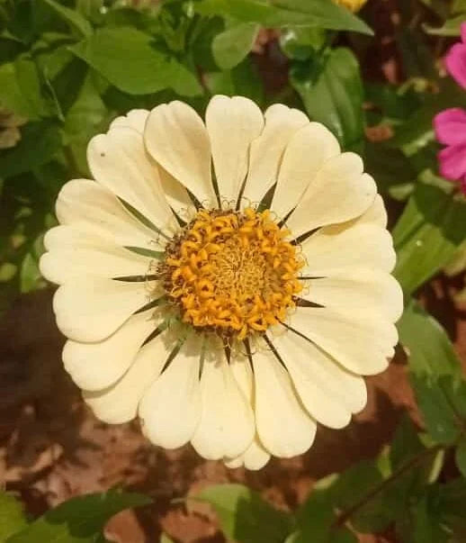 Zinnia sandal flower seeds