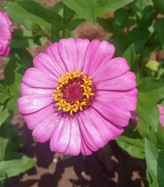 Zinnia pink flower seeds
