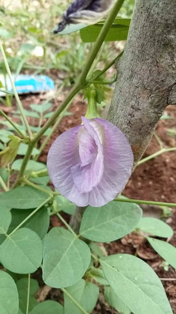 Awesome Clitoria flower – Aparajita Thailand purple flower seeds