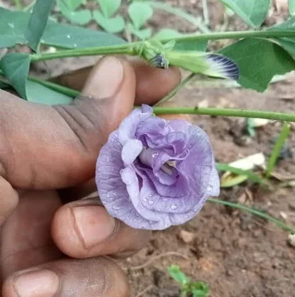 Clitoria thailand purple flower plant