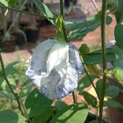 Most Beautiful Asian Dot Aparajita Flower – Sangu poo seeds