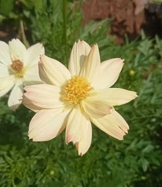 Most Beautiful Cosmos bipinnatus : Cream colour cosmos seeds