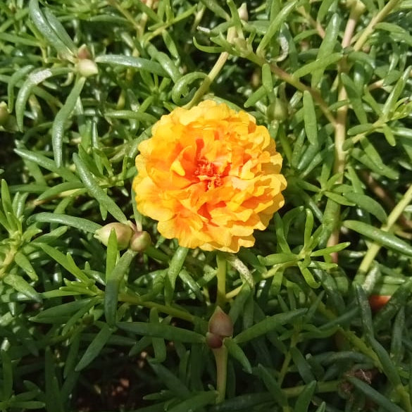Portulaca double colour orange flower plant