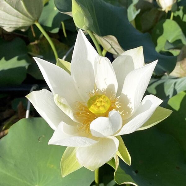Beautiful 3 White lotus tuber – Nymphaea lotus