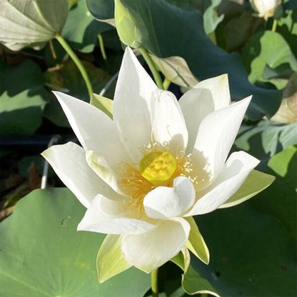 Beautiful 3 White lotus tuber – Nymphaea lotus