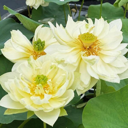 Beautiful 3 White lotus tuber – Nymphaea lotus