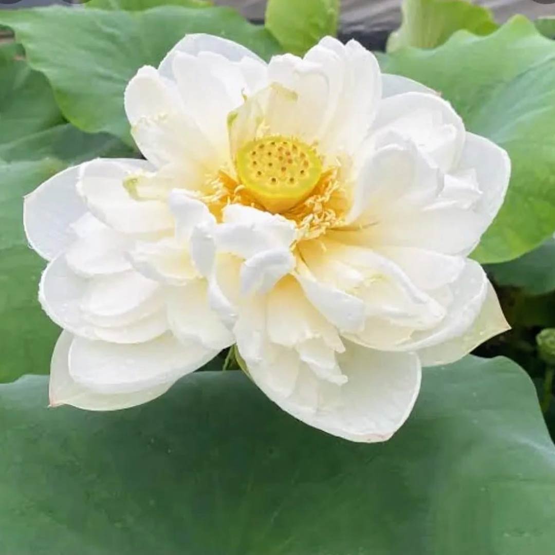 Beautiful 3 White lotus tuber – Nymphaea lotus