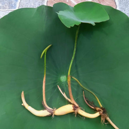 Beautiful 3 White lotus tuber – Nymphaea lotus